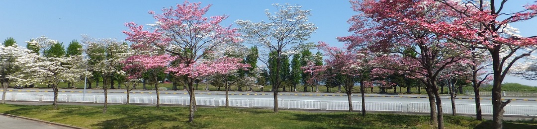 中山公園 / 中山公園山形県野球場 荘内銀行・日新製薬スタジアムやまがた